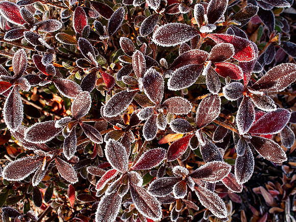 Late Autumn Morning