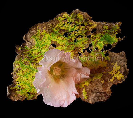 Long Journey into Bloom