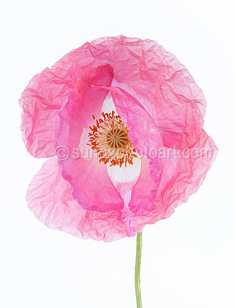 Delicate Beauty