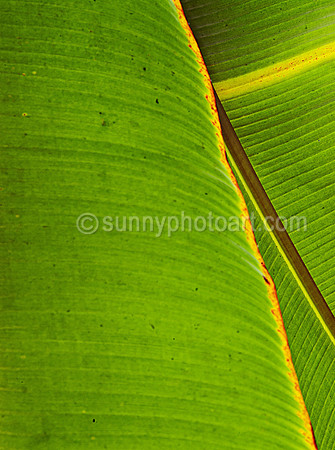 Palm Study No 5