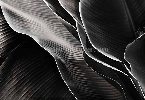 Palm Study  No 3