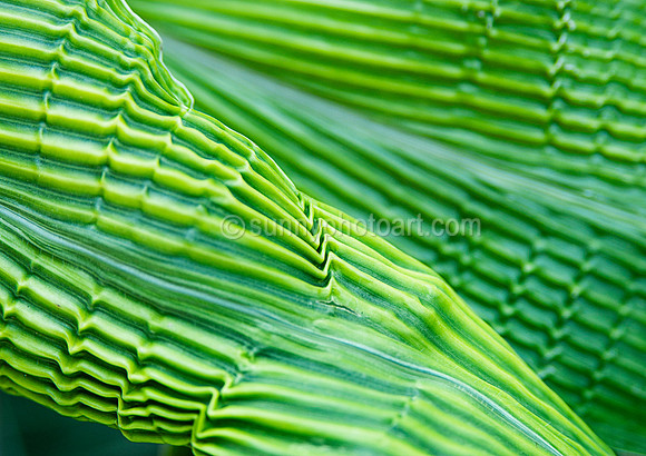 Unfurling