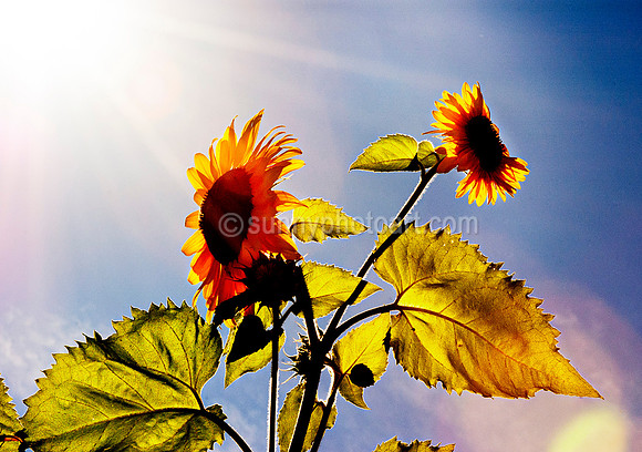 Sunflower