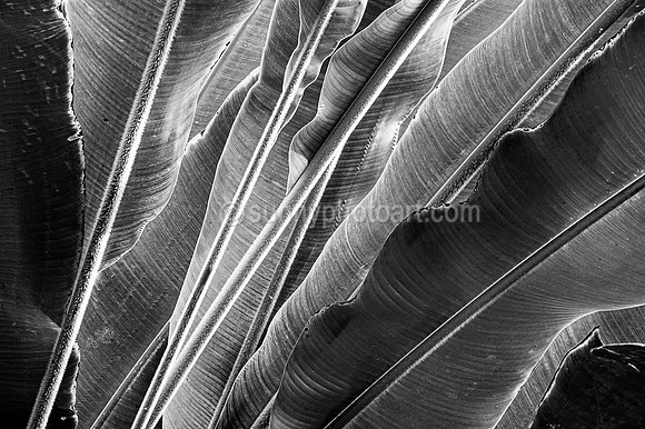 Palm Study No 6