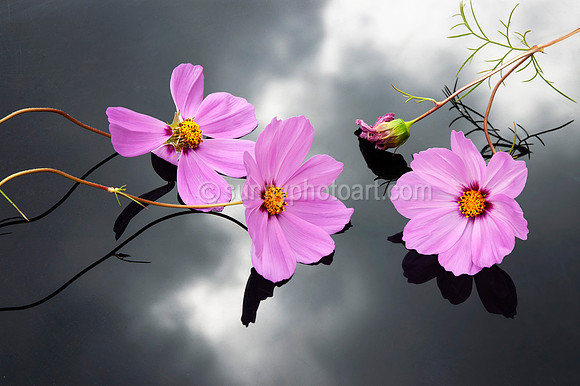 Cosmos No 5