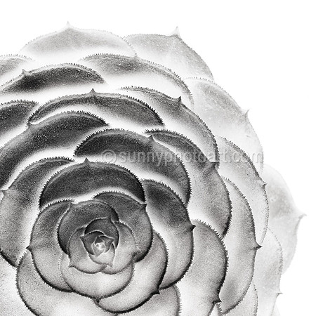 Rosette No 2