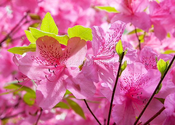 Joy of Spring