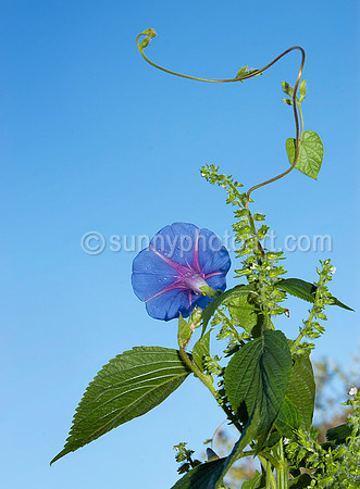 Shiso and Morning Glory