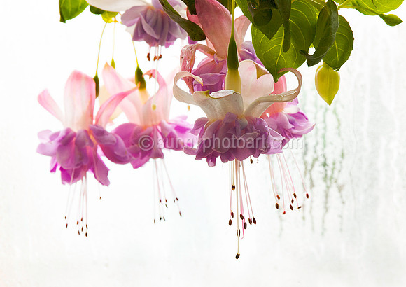 Fuchsia