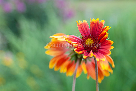Wild Gaillardia