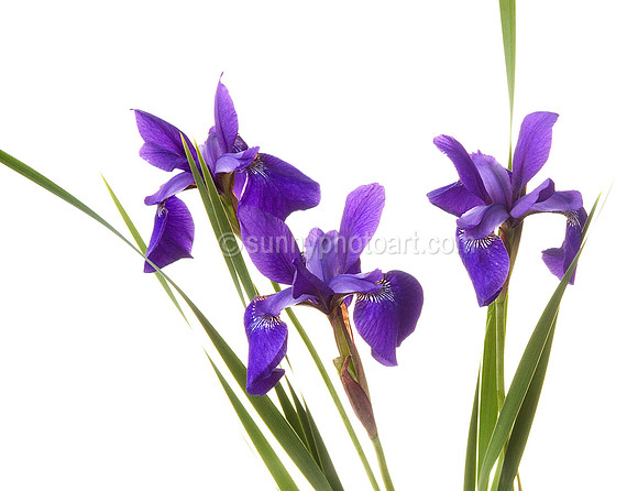 Iris No 3