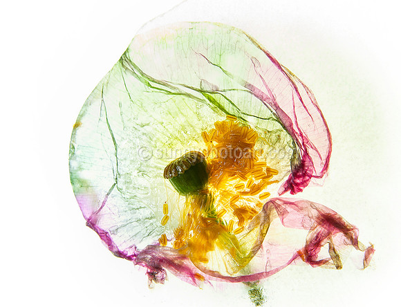 Floral Study No 29