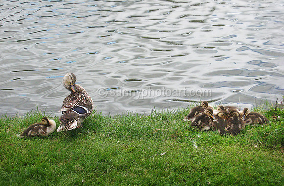Seven Ducklings