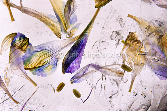 Floral Study No 30