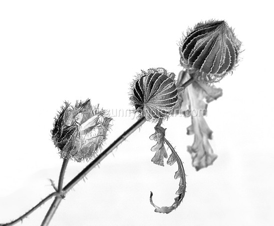 Field Study No 127