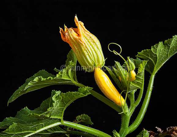 After Bloom