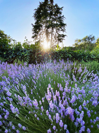 Fragrant Evening