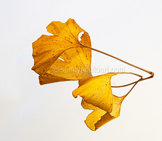Mirror Autumnal