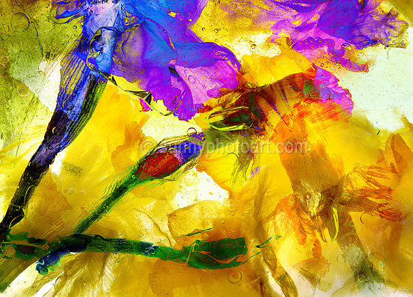 Seven Daffodils II