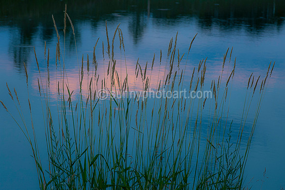 Evening Charm