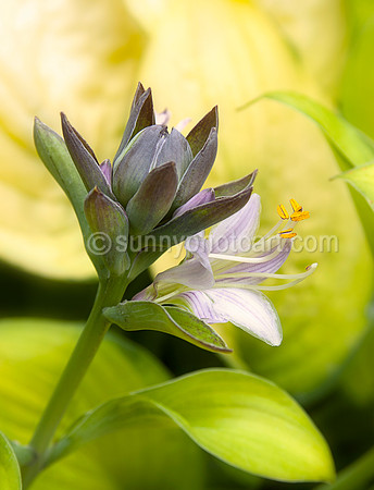 Flowering Hostas