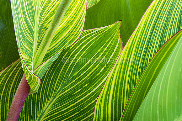 Foliages