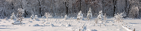 Snow Blossoms