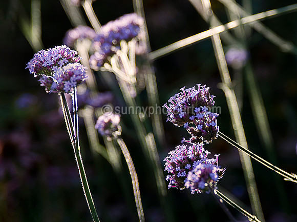 In Afternoon Light
