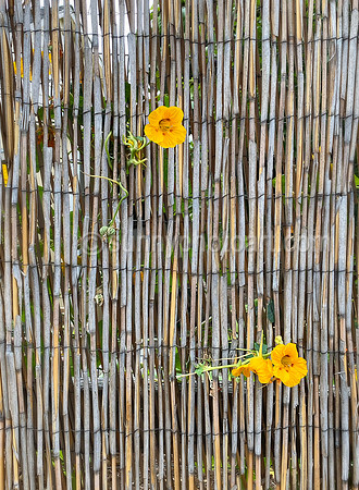 Through Bamboo Curtain