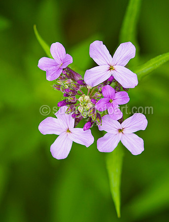 Perennial Joy