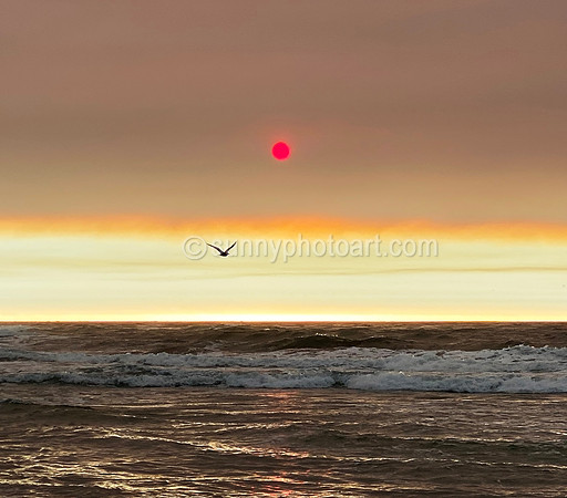 Red Sun and Seagull