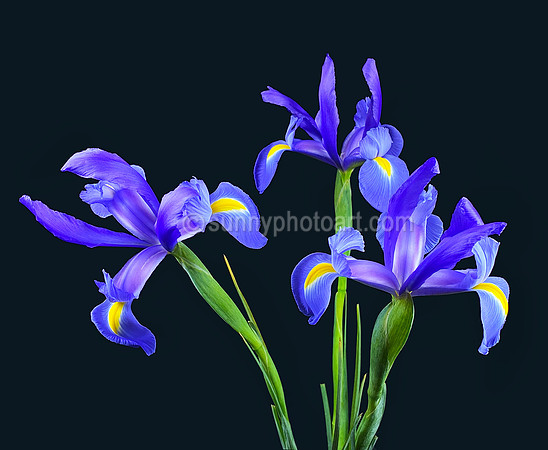 Three Irises