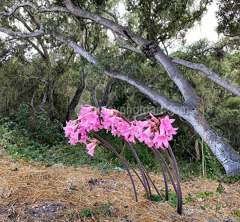 Pink Ladies in Oak Forest