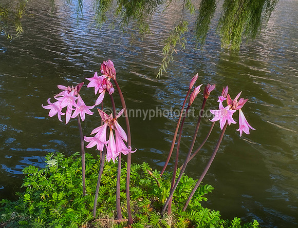 Pink Ladies at Lakeside