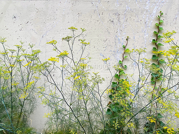 Living Wall Art