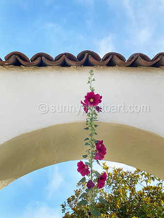 Towering Hollyhock