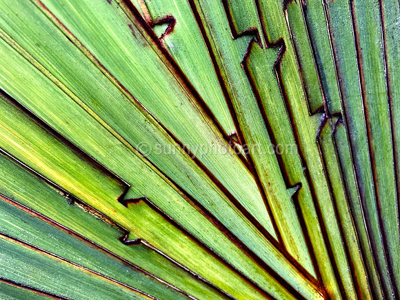 Palm Fan
