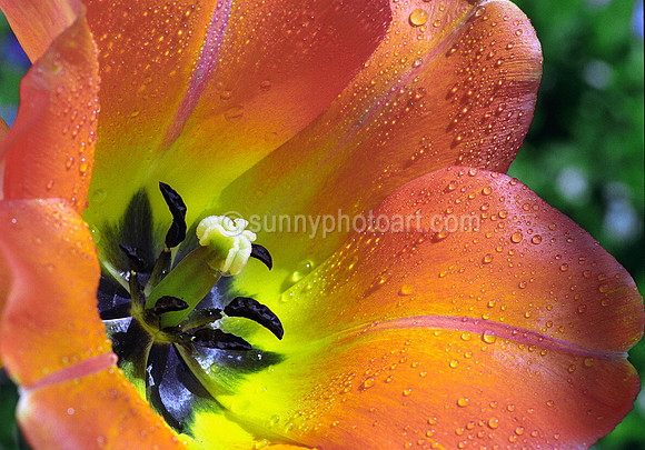 Joy After Spring Rain