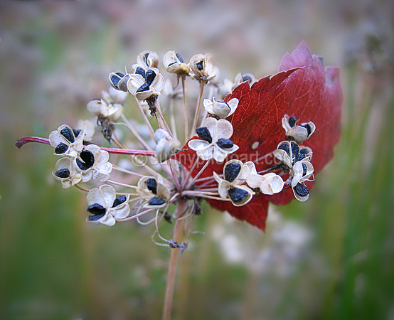 Autumn Gardenscape No. 3