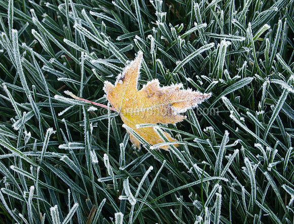 Late Fall I