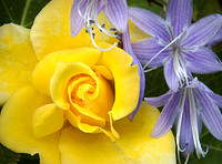 Yellow Rose and Friends