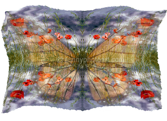 Poppy Field