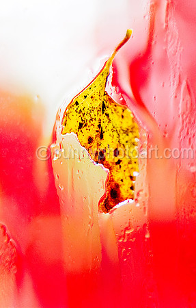 Autumn Rainscape  No. 2