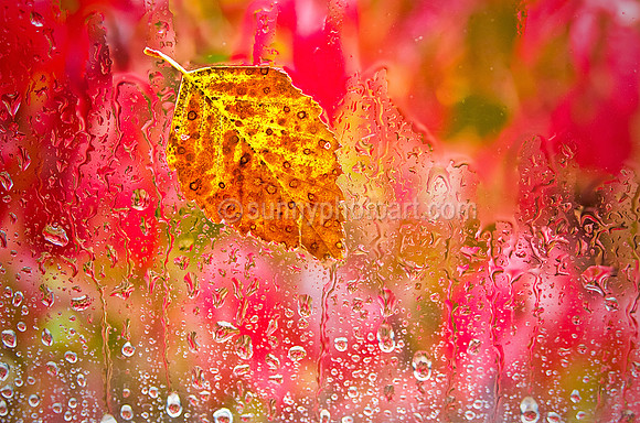 Autumn Rainscape  No. 1