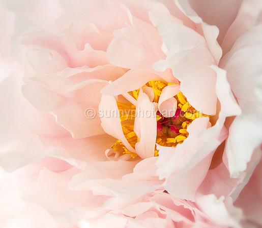 Blush