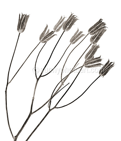 Field Study No. 36