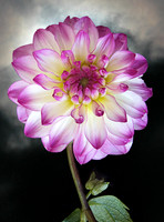 Dahlia after Storm
