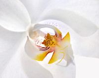Heart of Orchid