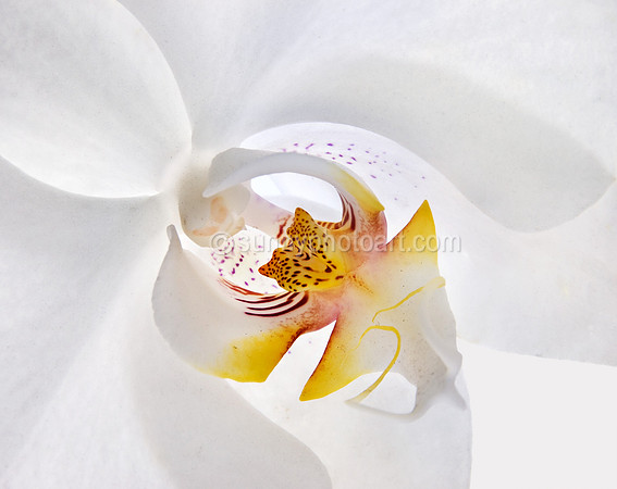 Heart of Orchid