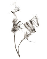 Field Study  No. 10